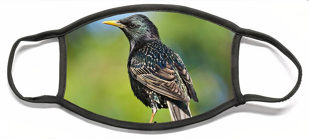Animal Face Mask featuring the photograph European Starling in a Tree by Jeff Goulden