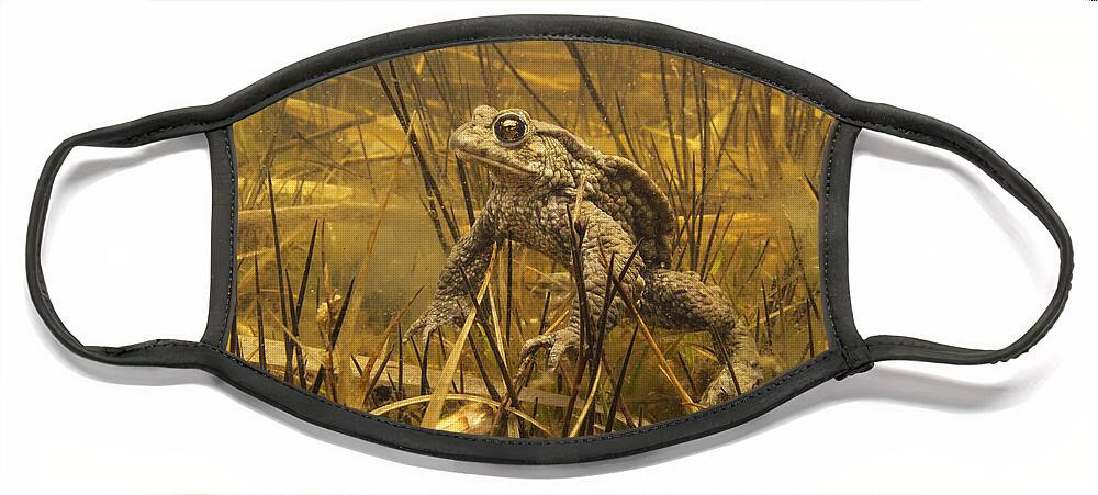 Nis Face Mask featuring the photograph European Toad Noord-holland Netherlands by Jan Smit