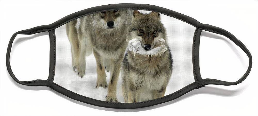 European Wolf Face Mask featuring the photograph European Wolves, Canis Lupus by Duncan Usher