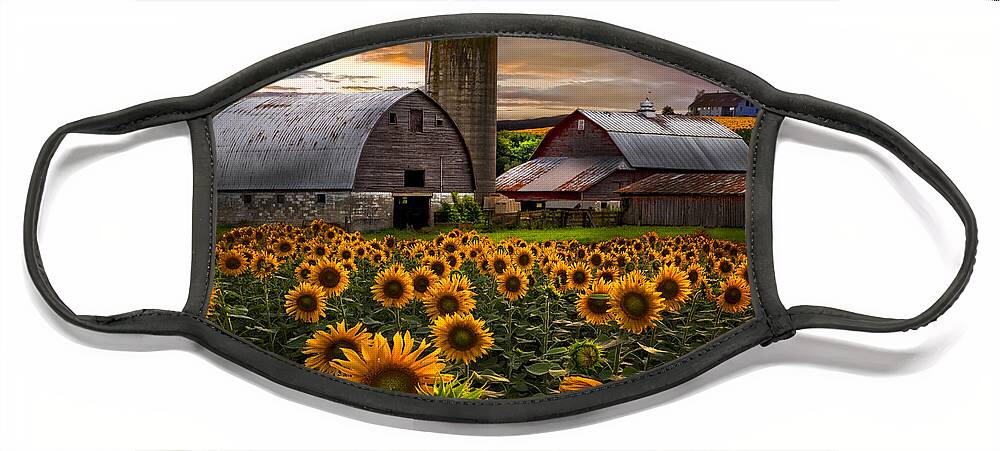 Barn Face Mask featuring the photograph Evening Sunflowers by Debra and Dave Vanderlaan