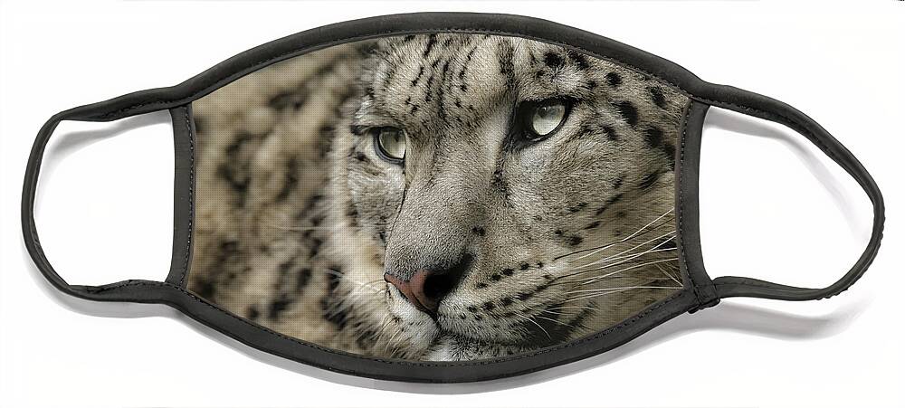 Snow Leopard Face Mask featuring the photograph Eyes of a Snow Leopard by Chris Boulton