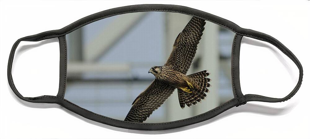 Peregrine Falcon Face Mask featuring the photograph Falcon flying by Tower by Bradford Martin