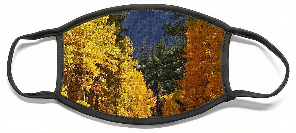 Aspen Face Mask featuring the photograph Fall Colors in the Eastern Sierra Nevada by Steve Wolfe