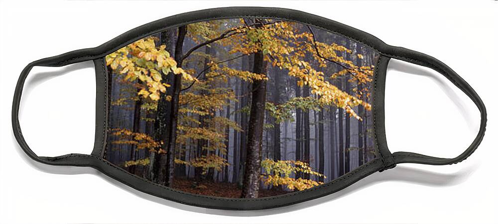 Autumn Face Mask featuring the photograph Fall forest panorama by Ulrich Kunst And Bettina Scheidulin