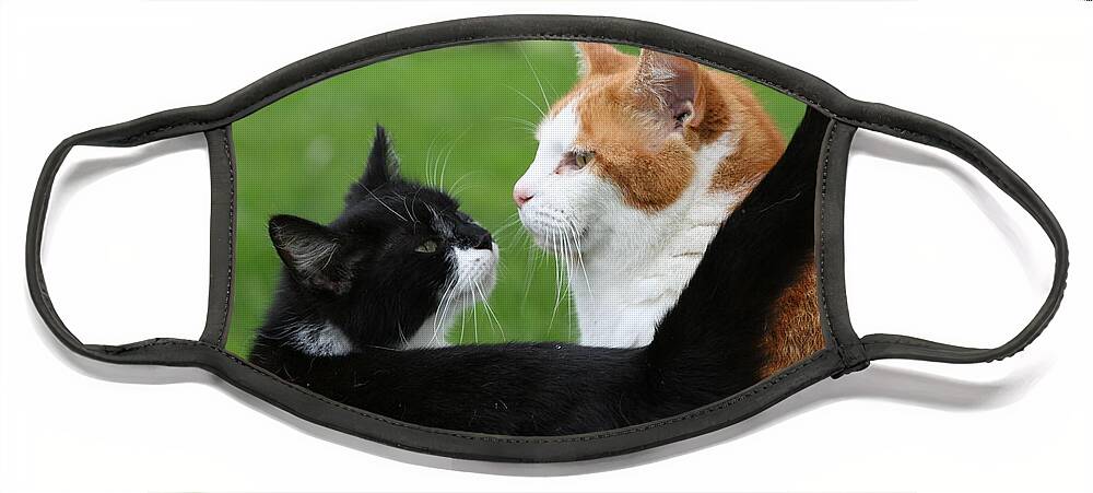 Feline Face Mask featuring the photograph Feline Friends by Valerie Collins