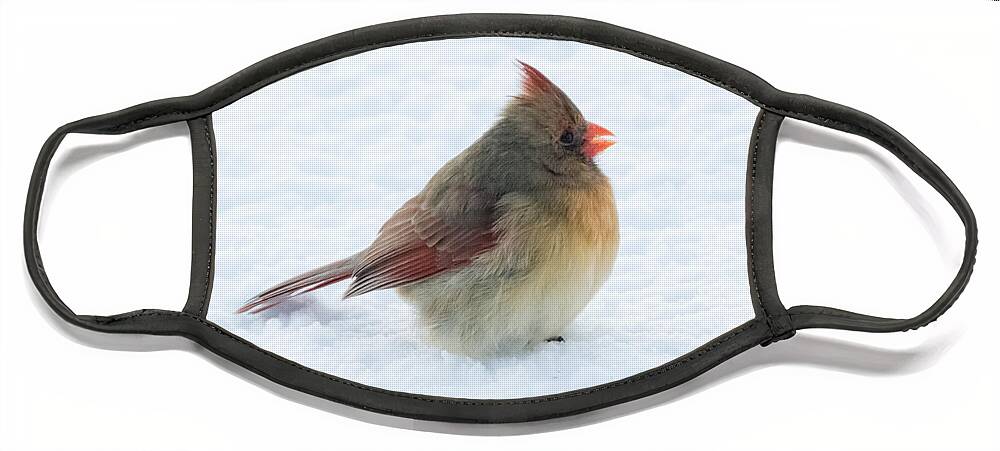Cardinal Face Mask featuring the photograph Female Cardinal by Holden The Moment