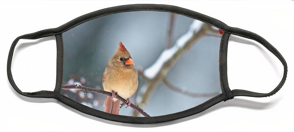 Birds Face Mask featuring the photograph Female Cardinal on Cherry Tree in Snow by Kristin Hatt