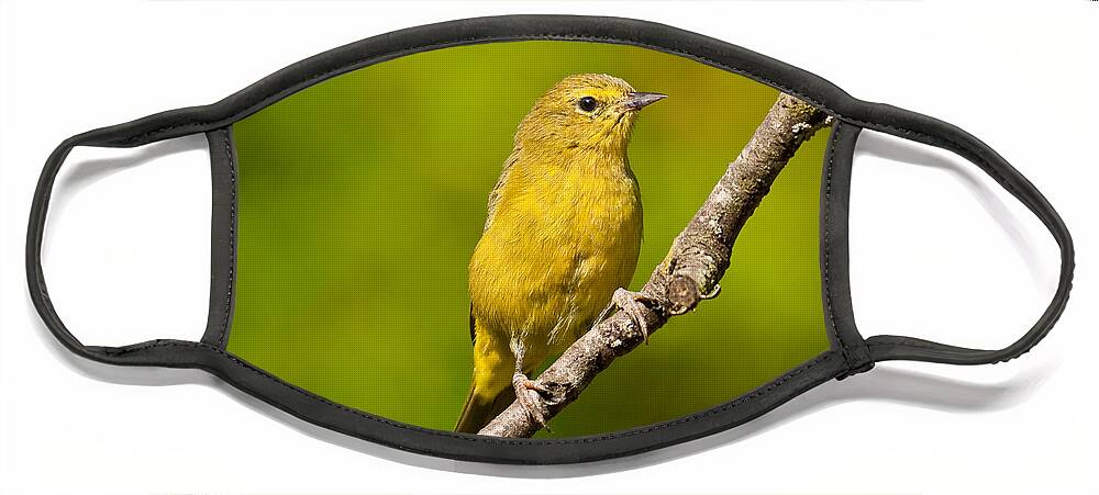 Animal Face Mask featuring the photograph Female Yellow Warbler by Jeff Goulden