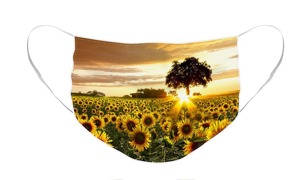 Appalachia Face Mask featuring the photograph Fields of Gold by Debra and Dave Vanderlaan