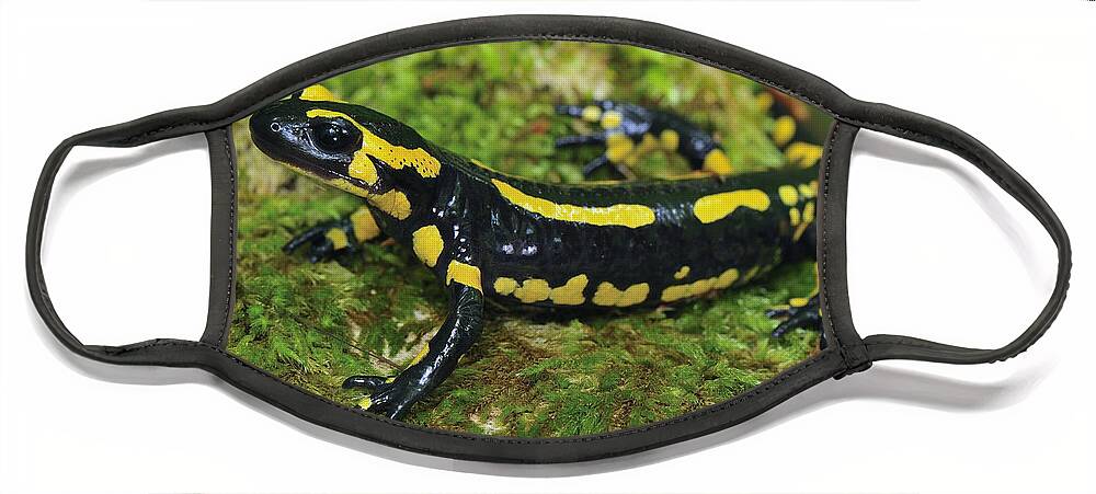 524963 Face Mask featuring the photograph Fire Salamander Switzerland by Thomas Marent