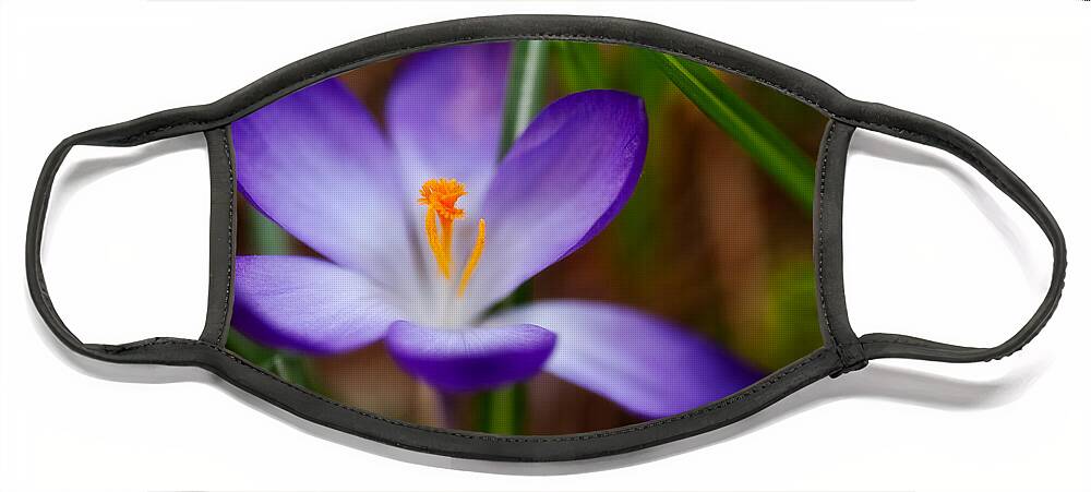 Beauty In Nature Face Mask featuring the photograph First Spring Crocus by Venetta Archer