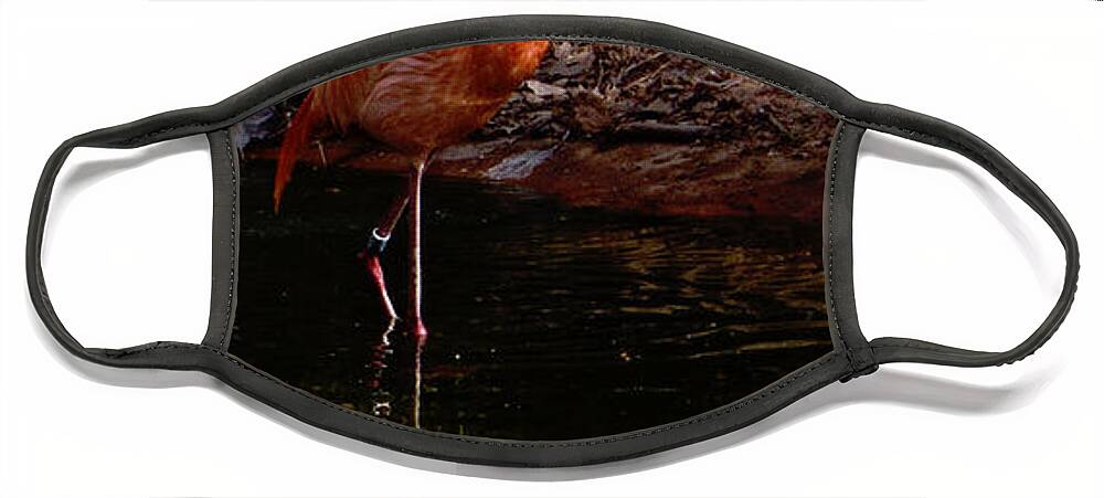 Flamingo Face Mask featuring the photograph Flamingo at rest. by Weston Westmoreland