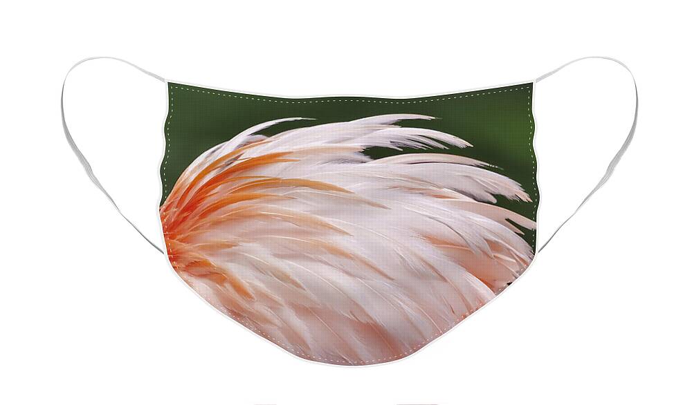 Feather Face Mask featuring the photograph Flamingo Feathers by Susan Candelario