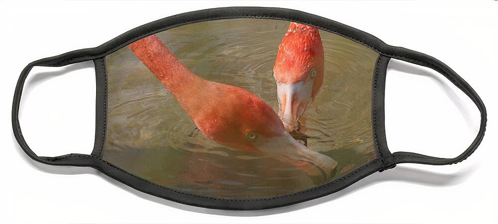 Flamingo Face Mask featuring the photograph A Pair of Flamingoes by Valerie Collins
