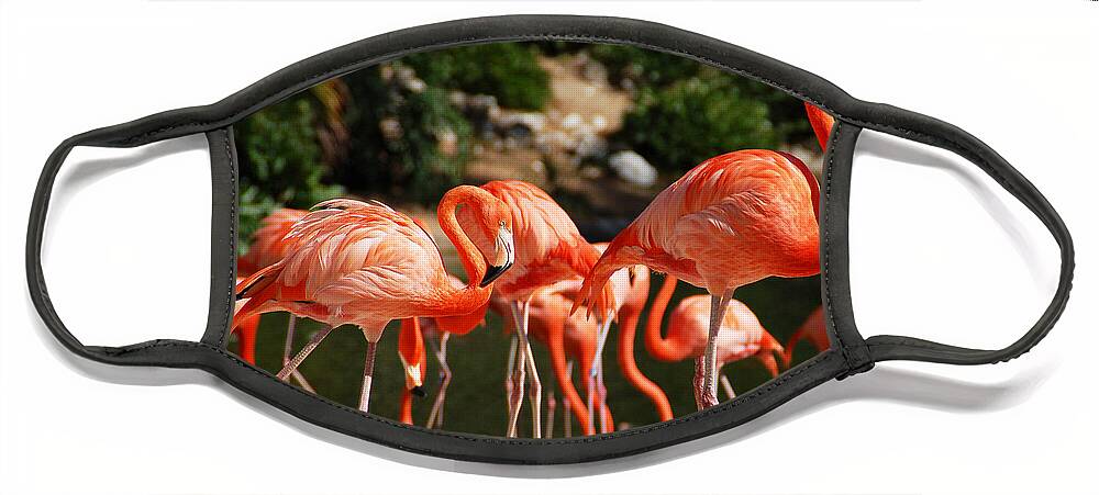 Flamingo Face Mask featuring the photograph Flamingos by Aimee L Maher ALM GALLERY