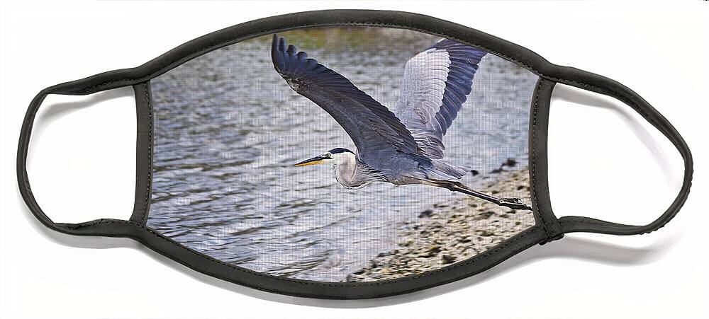 Heron Face Mask featuring the photograph Flight of the Heron by DigiArt Diaries by Vicky B Fuller