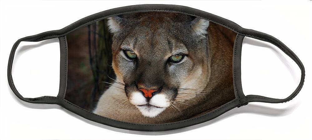Panther Face Mask featuring the photograph Florida Panther by Anthony Jones