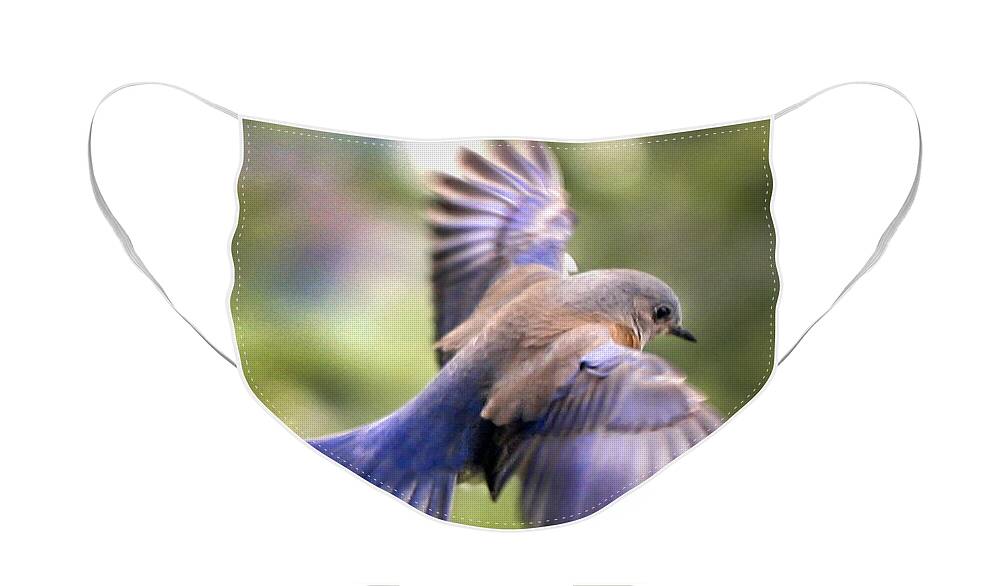Animals Face Mask featuring the photograph Flying bluebird by Jean Noren