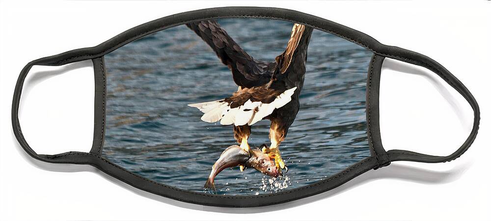 White_tailed Eagle Face Mask featuring the photograph Flying European Sea Eagle 3 by Heiko Koehrer-Wagner