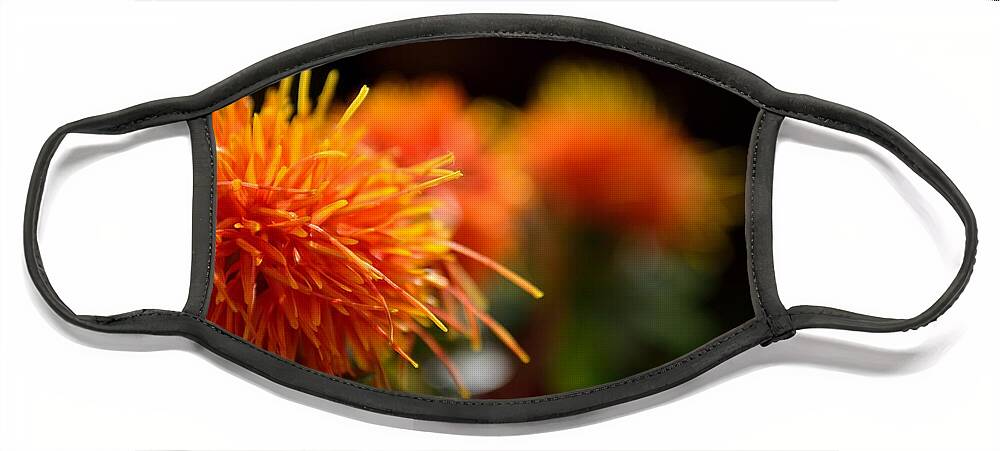 Safflower Face Mask featuring the photograph Focused Safflower by Scott Lyons