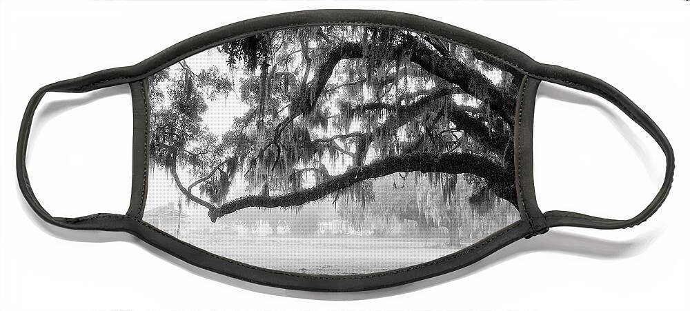 Live Oak Face Mask featuring the photograph Foggy Morning on Coosaw Plantation by Scott Hansen
