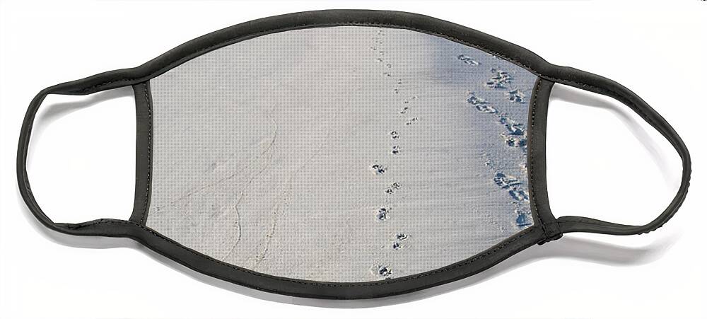 Footprint Face Mask featuring the photograph Footprints and Pawprints by Diane Macdonald
