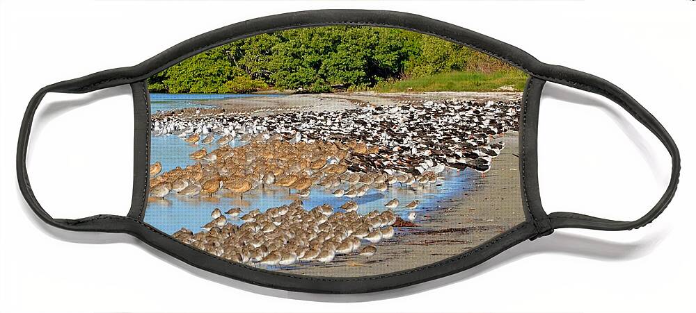 Landscape Face Mask featuring the photograph Four Species of Birds at Roost on Tampa Bay Beach by Jeff at JSJ Photography