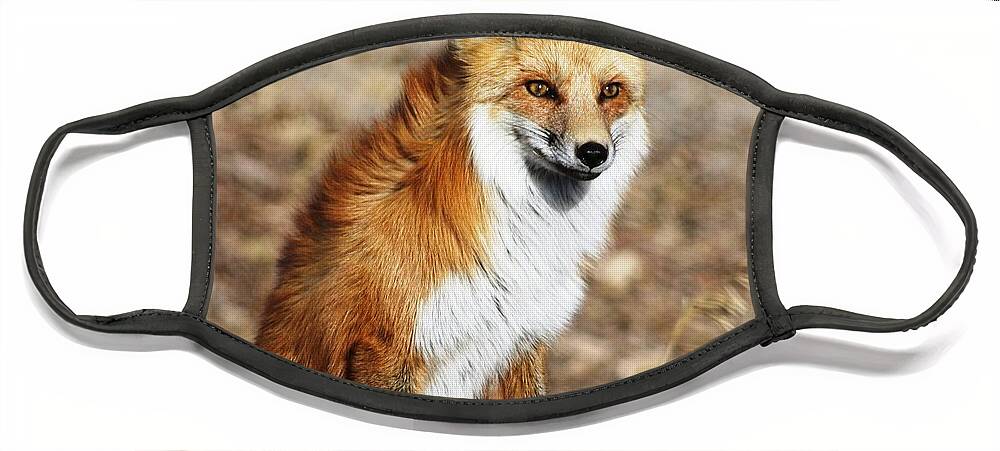 Fox Face Mask featuring the photograph Foxy by Shane Bechler