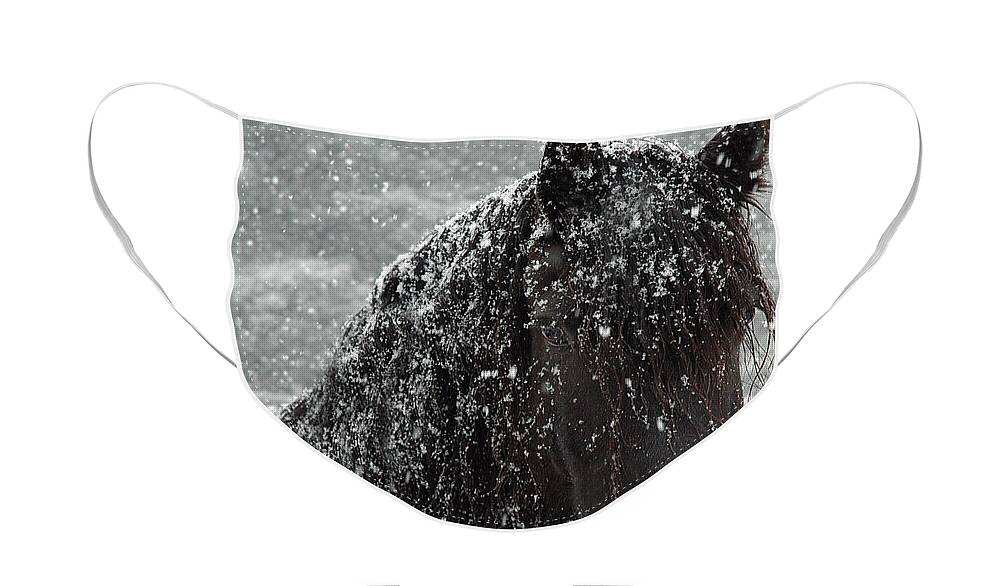 Horses Face Mask featuring the photograph Friesian Snow by Fran J Scott