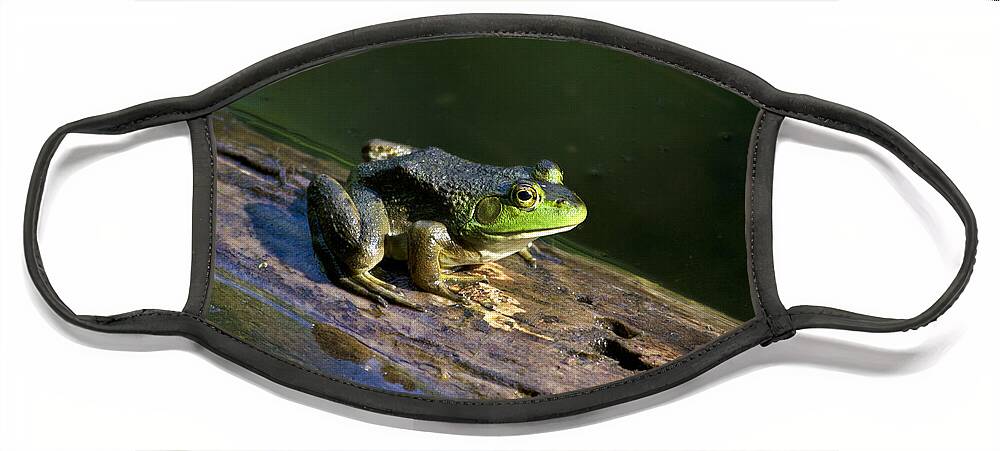 Bullfrog Face Mask featuring the photograph Frog On A Log by Christina Rollo