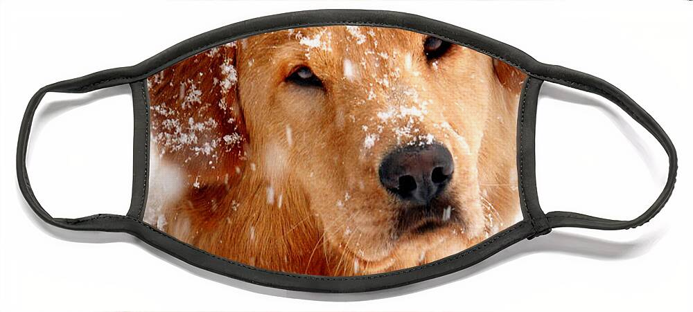 Golden Retriever Face Mask featuring the photograph Frosty Mug by Christina Rollo