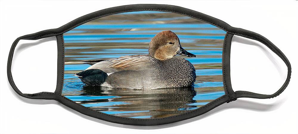 Gadwall Face Mask featuring the photograph Gadwall Duck Drake Swimming by Anthony Mercieca