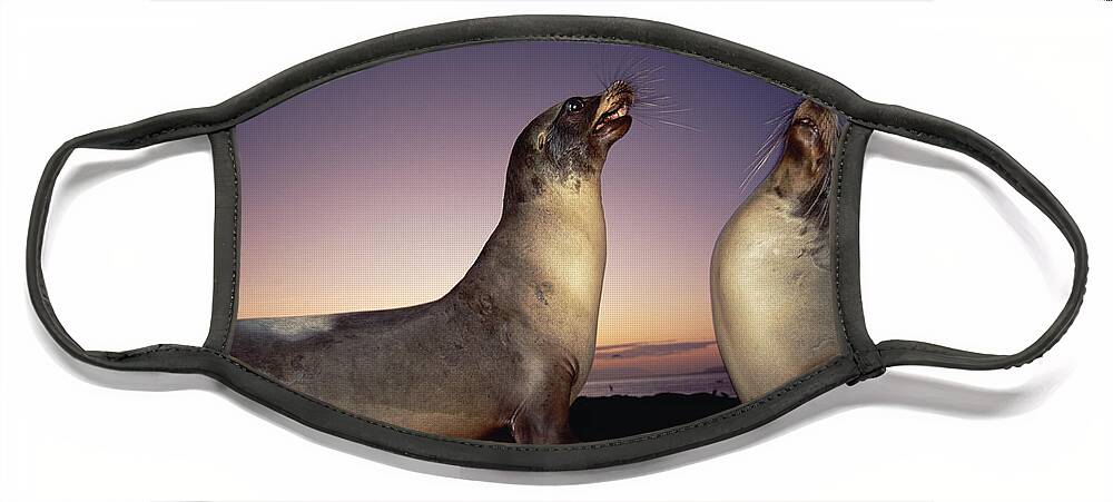 Feb0514 Face Mask featuring the photograph Galapagos Sea Lion Bulls Sparring by Tui De Roy
