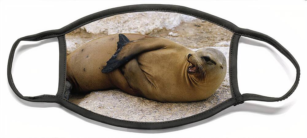 Feb0514 Face Mask featuring the photograph Galapagos Sea Lion Calling by Konrad Wothe