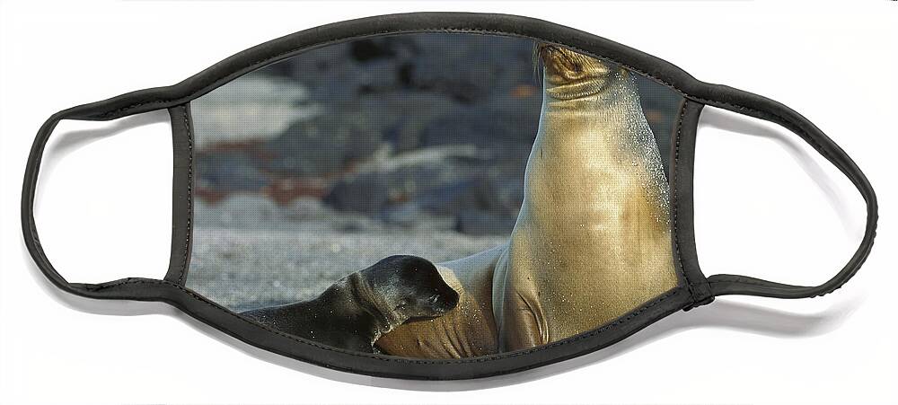 Feb0514 Face Mask featuring the photograph Galapagos Sea Lion Nursing Newborn by Tui De Roy