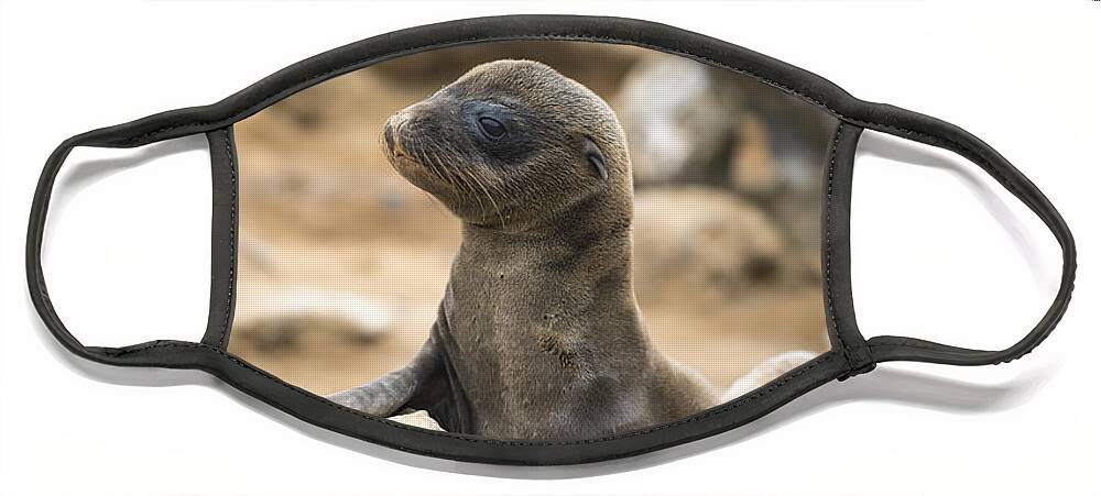 Tui De Roy Face Mask featuring the photograph Galapagos Sea Lion Pup Champion Islet by Tui De Roy
