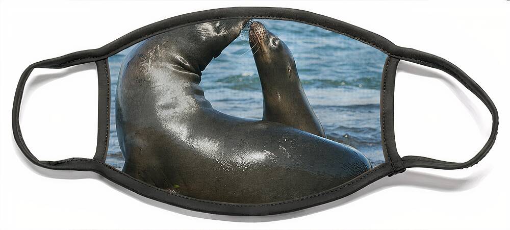 Feb0514 Face Mask featuring the photograph Galapagos Sea Lion Pup Nuzzling Mother by Kevin Schafer