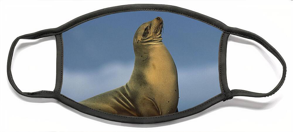 Feb0514 Face Mask featuring the photograph Galapagos Sea Lion Sunning Galapagos by Tui De Roy