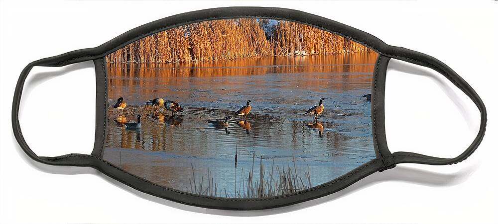 Geese Face Mask featuring the photograph Geese in Wetlands by Tana Reiff