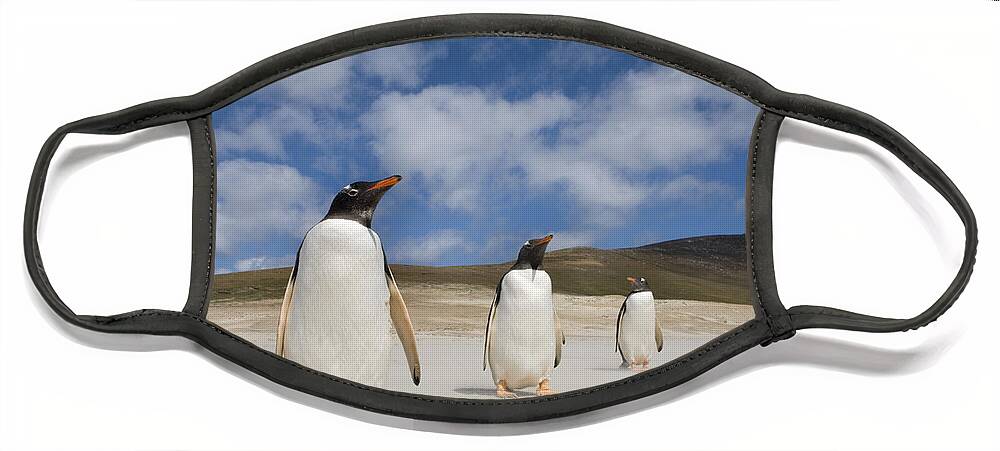Flpa Face Mask featuring the photograph Gentoo Penguin Trio Saunders Isl by Dickie Duckett