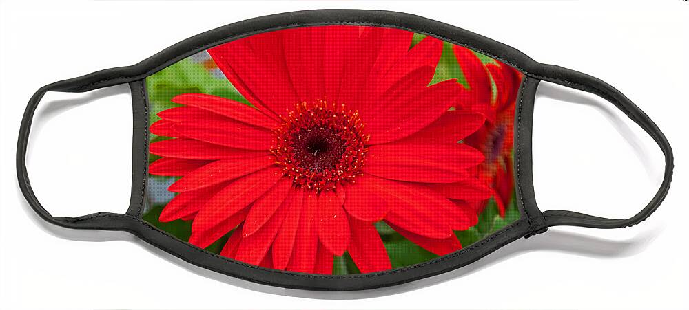 Flowers Face Mask featuring the photograph Gerbera Love by George D Gordon III