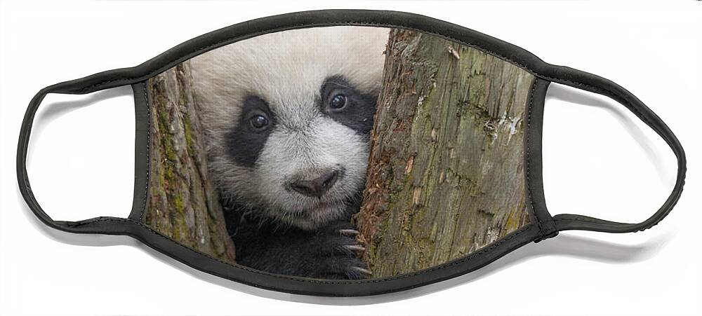 Katherine Feng Face Mask featuring the photograph Giant Panda Cub Bifengxia Panda Base by Katherine Feng
