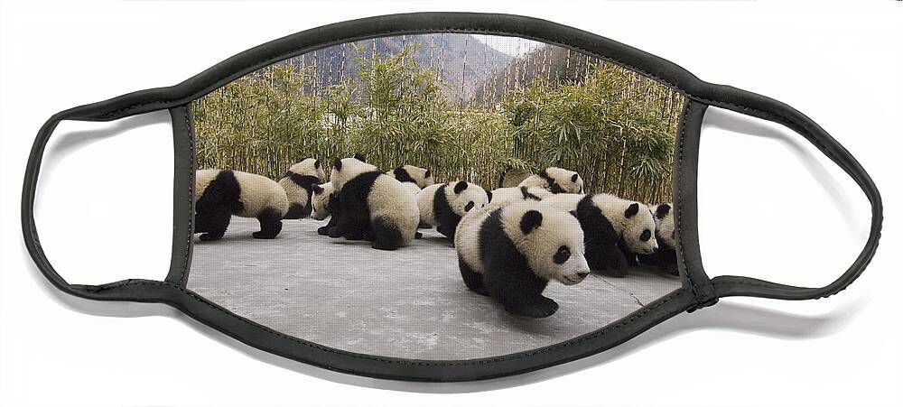 Feb0514 Face Mask featuring the photograph Giant Panda Cubs Wolong China by Katherine Feng