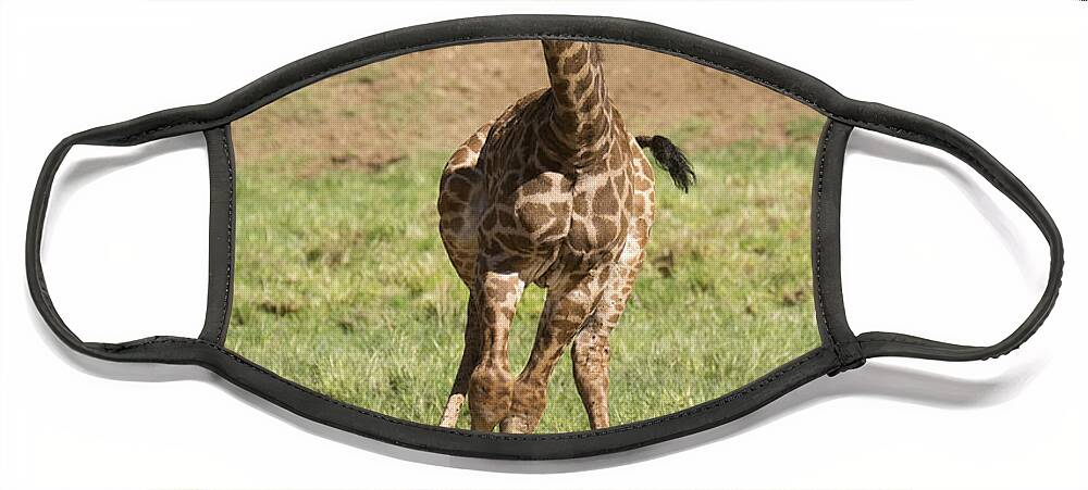 San Diego Zoo Face Mask featuring the photograph Giraffe Calf Running by San Diego Zoo