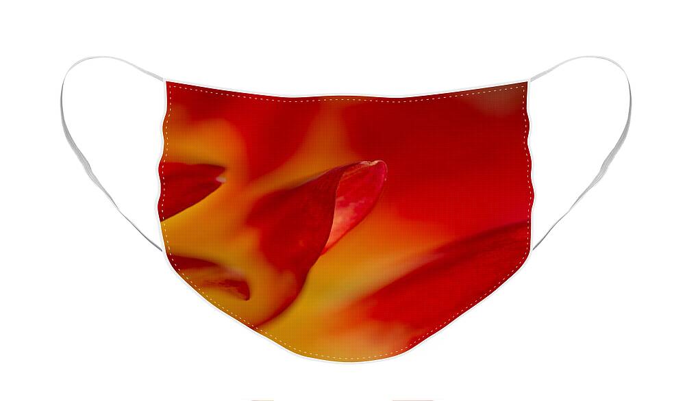 Floral Face Mask featuring the photograph Glowing by Mary Jo Allen
