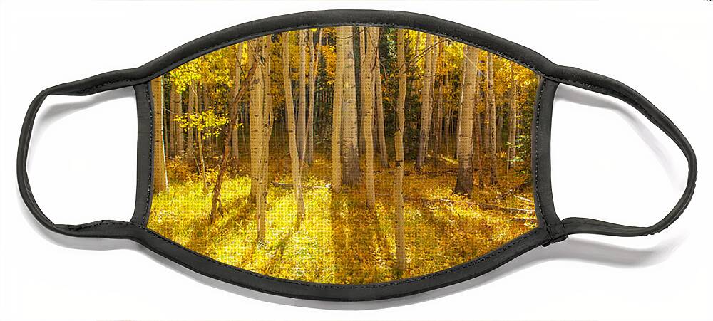 Aspens Face Mask featuring the photograph Golden by Darren White