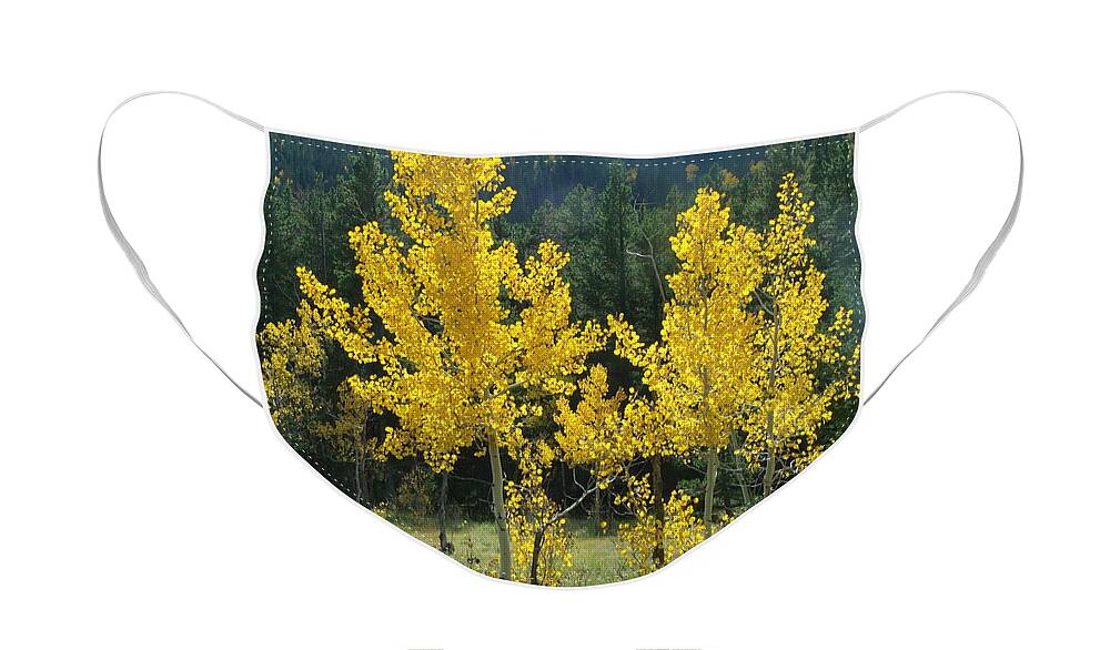 Aspen Trees Face Mask featuring the photograph Golden by Jessica Myscofski
