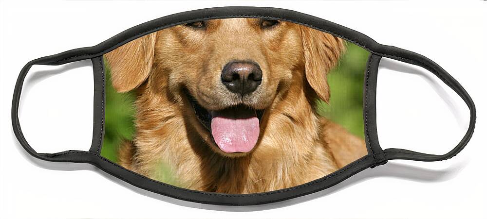 Dog Face Mask featuring the photograph Golden Retriever by Rolf Kopfle