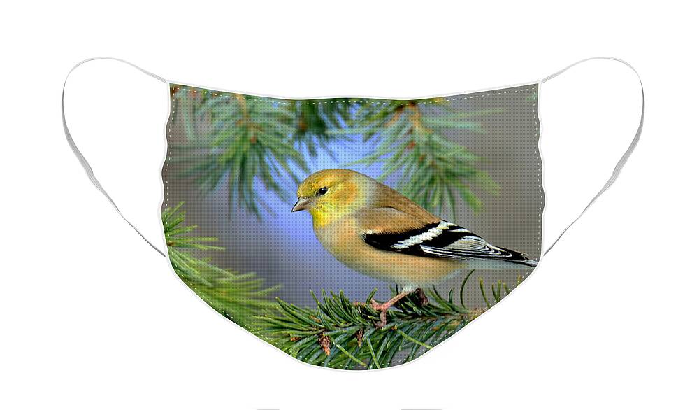 Goldfinch Face Mask featuring the photograph Goldfinch in a Fir Tree by Rodney Campbell