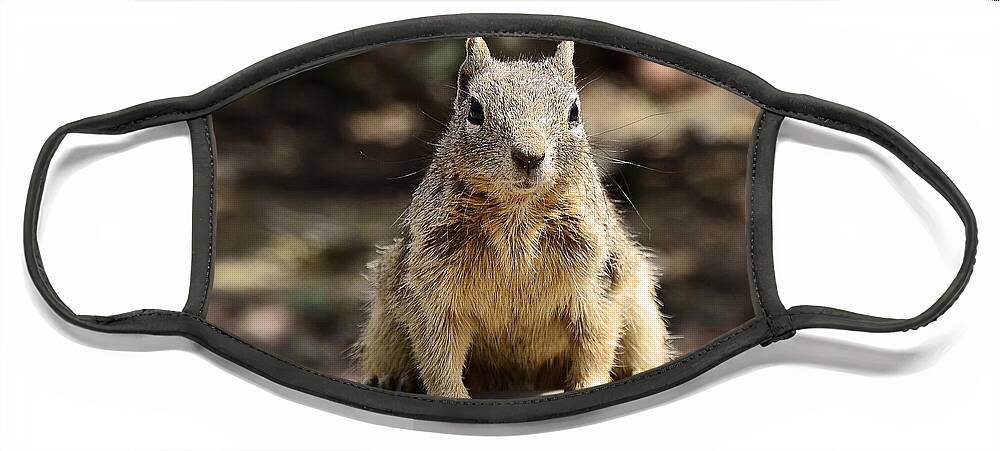 Rock Squirrel Face Mask featuring the photograph Got Nuts by Saija Lehtonen